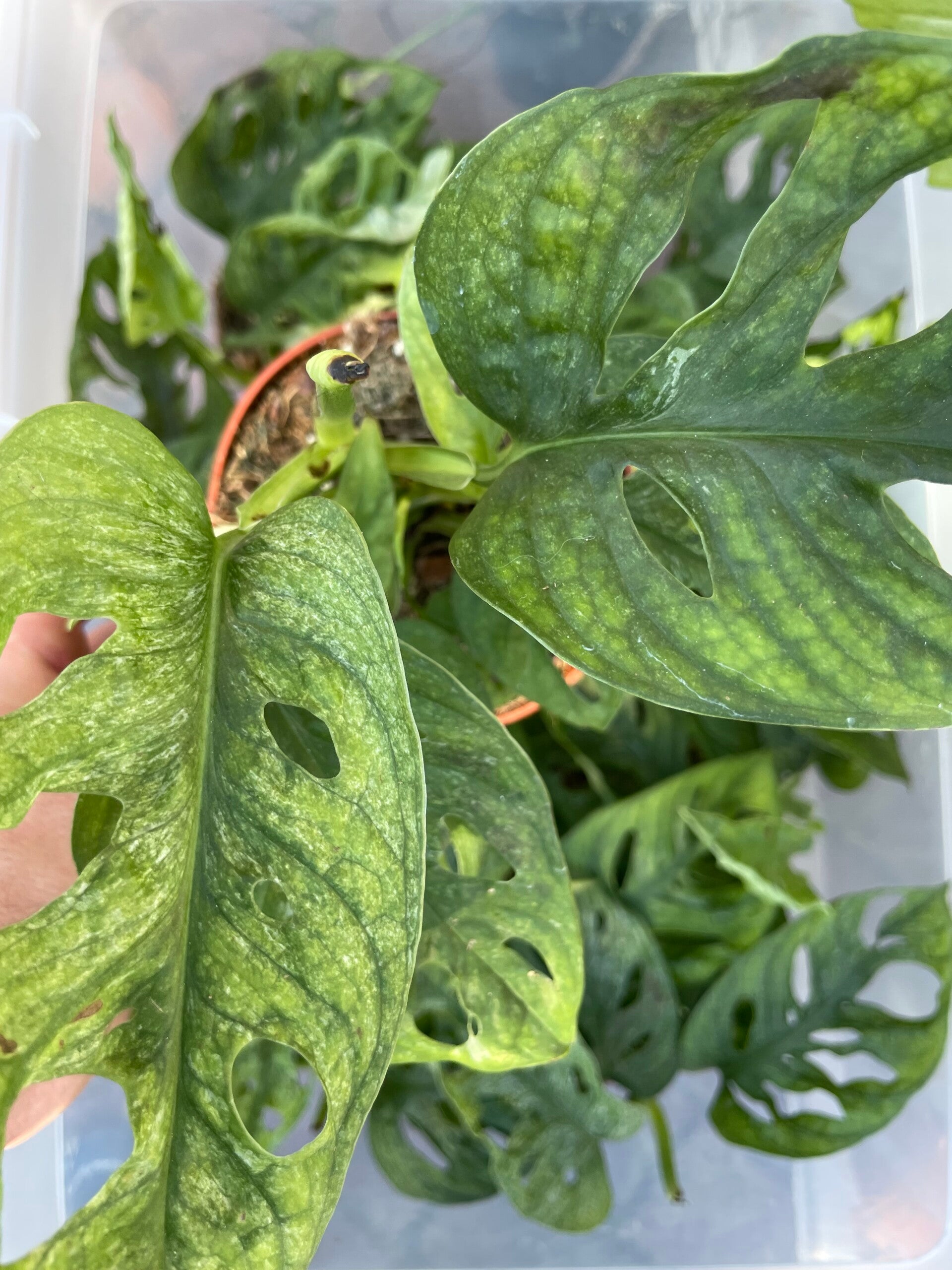 Monstera obliqua mint | MiniBotanica