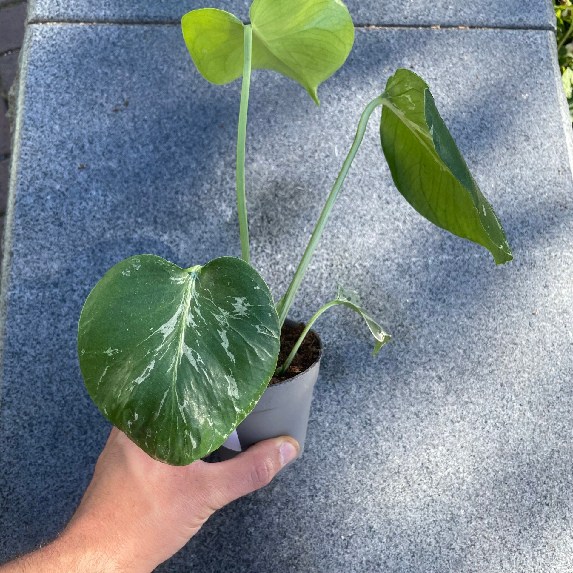 Monstera Bulbasaur 1