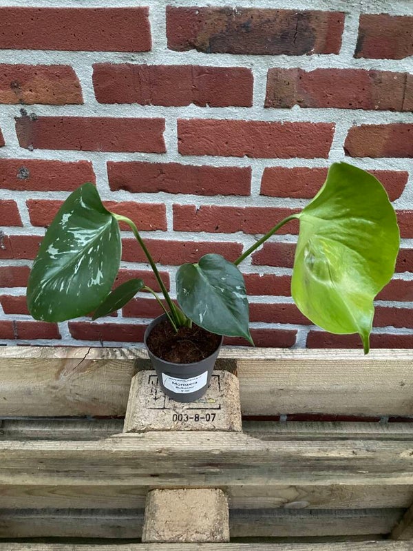 Monstera Bulbasaur 2