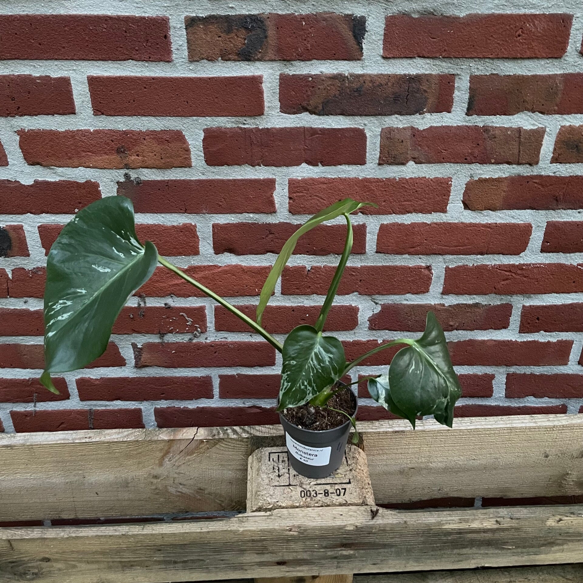 Monstera Bulbasaur 4