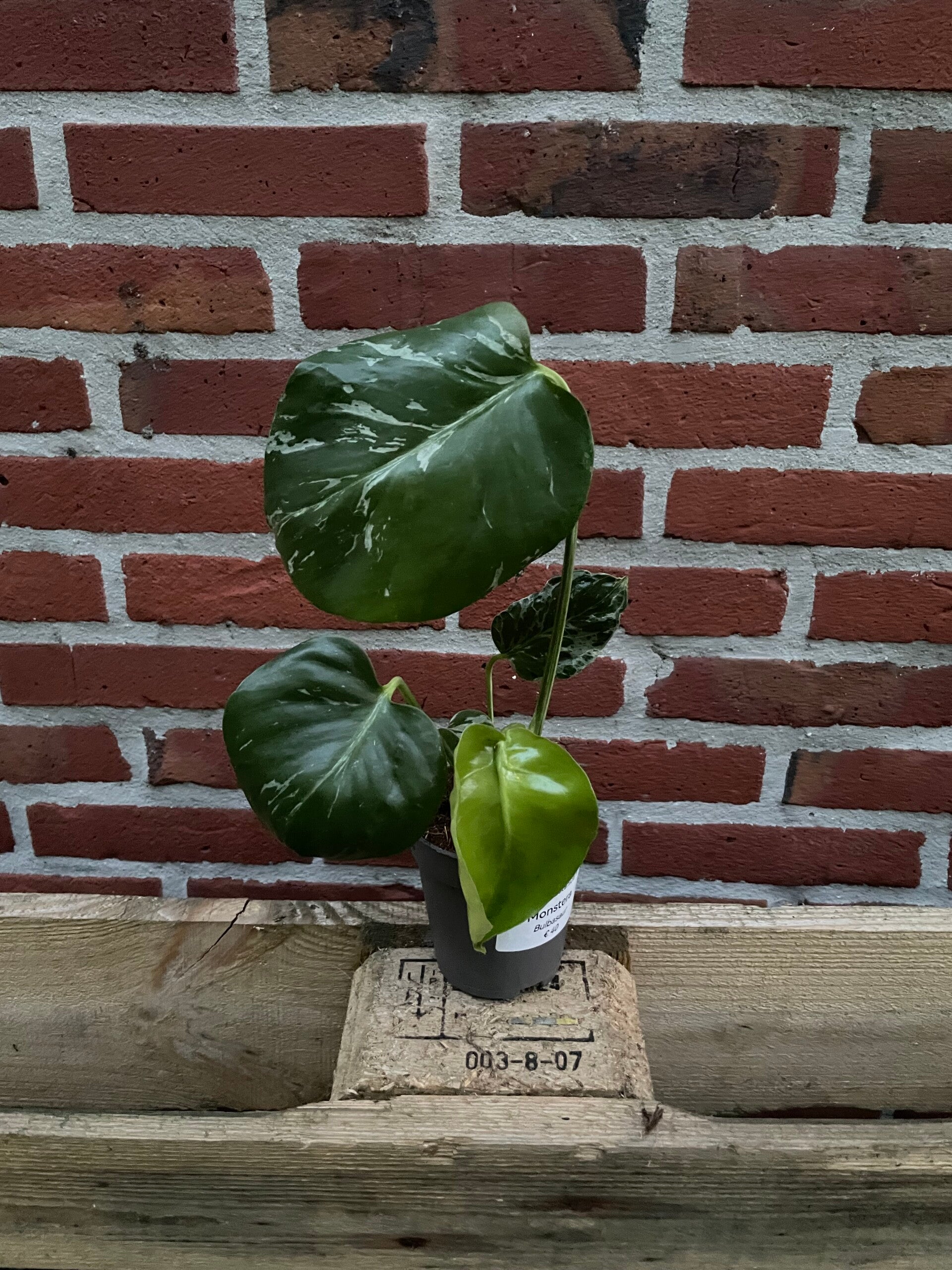 Monstera Bulbasaur 6