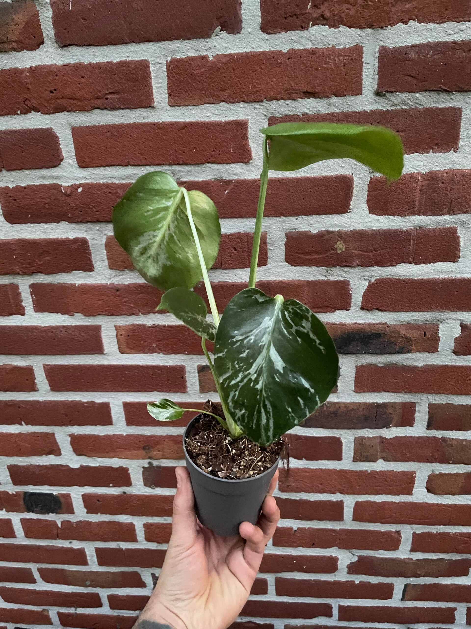 Monstera Bulbasaur 7