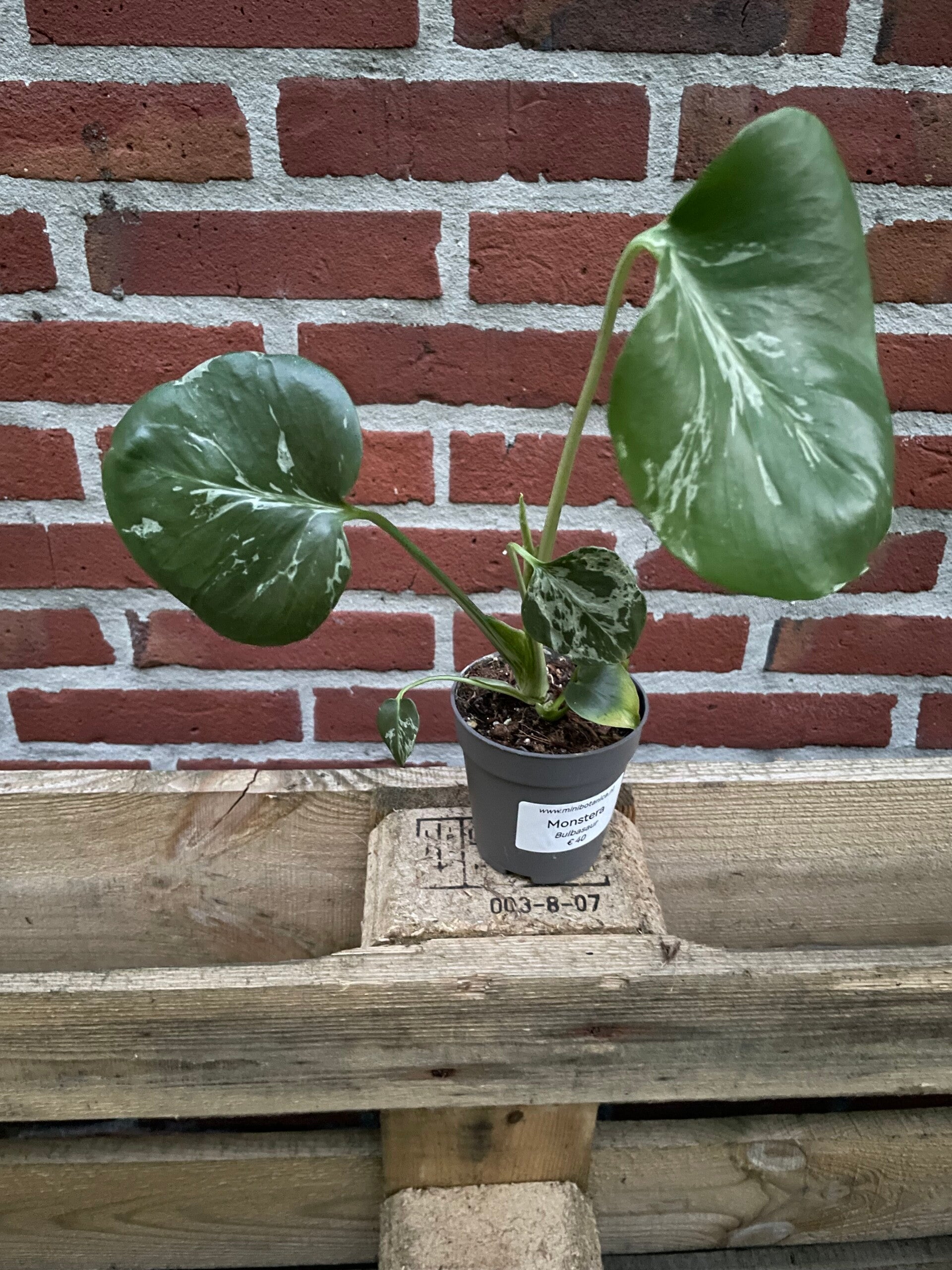 Monstera Bulbasaur 8