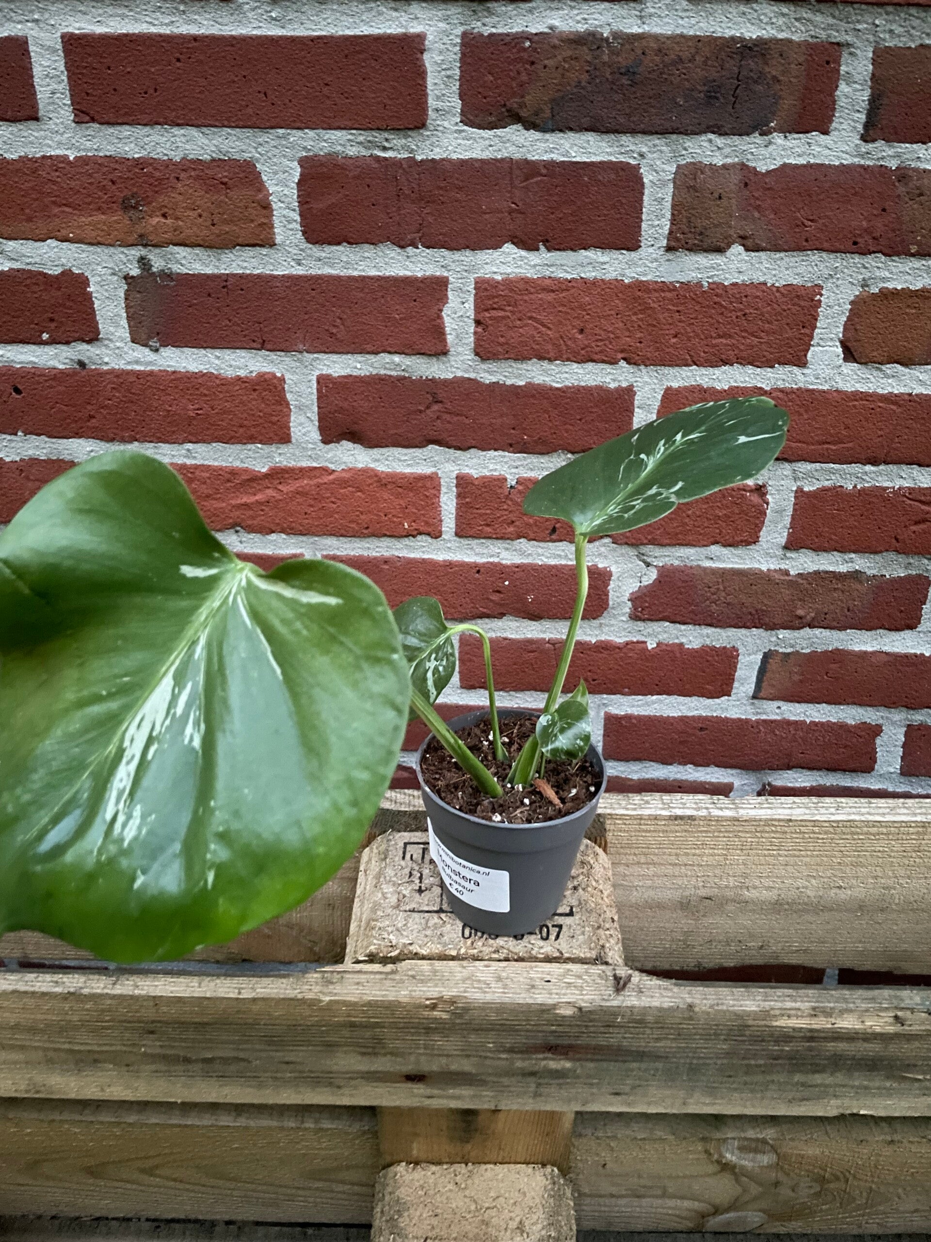 Monstera Bulbasaur 9