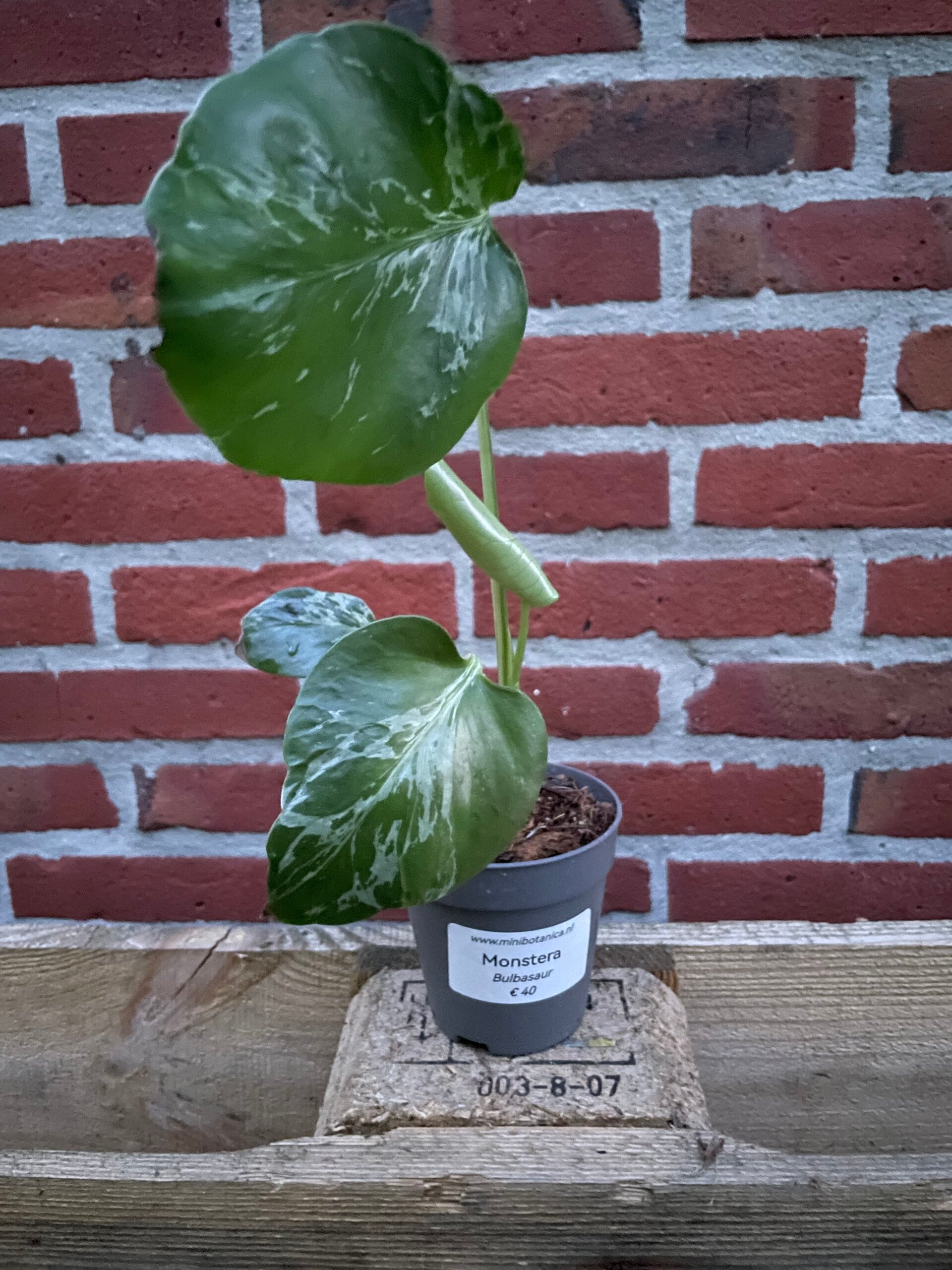 Monstera Bulbasaur 11