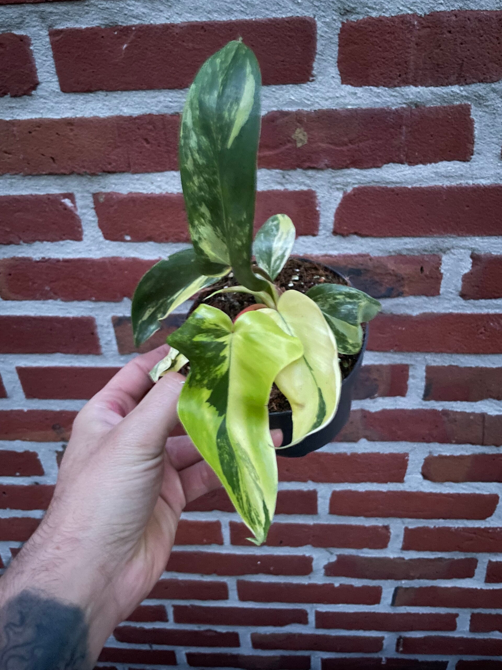 Philodendron Florida Beauty 1