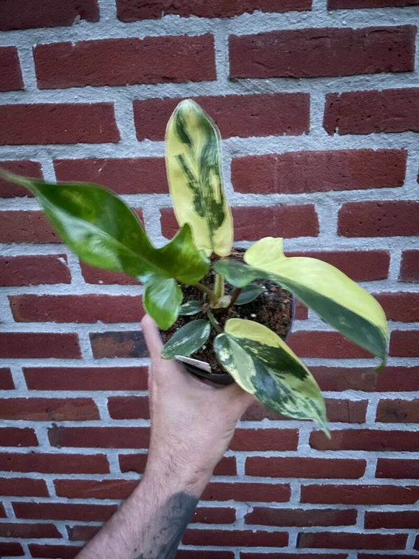Philodendron Florida Beauty 2