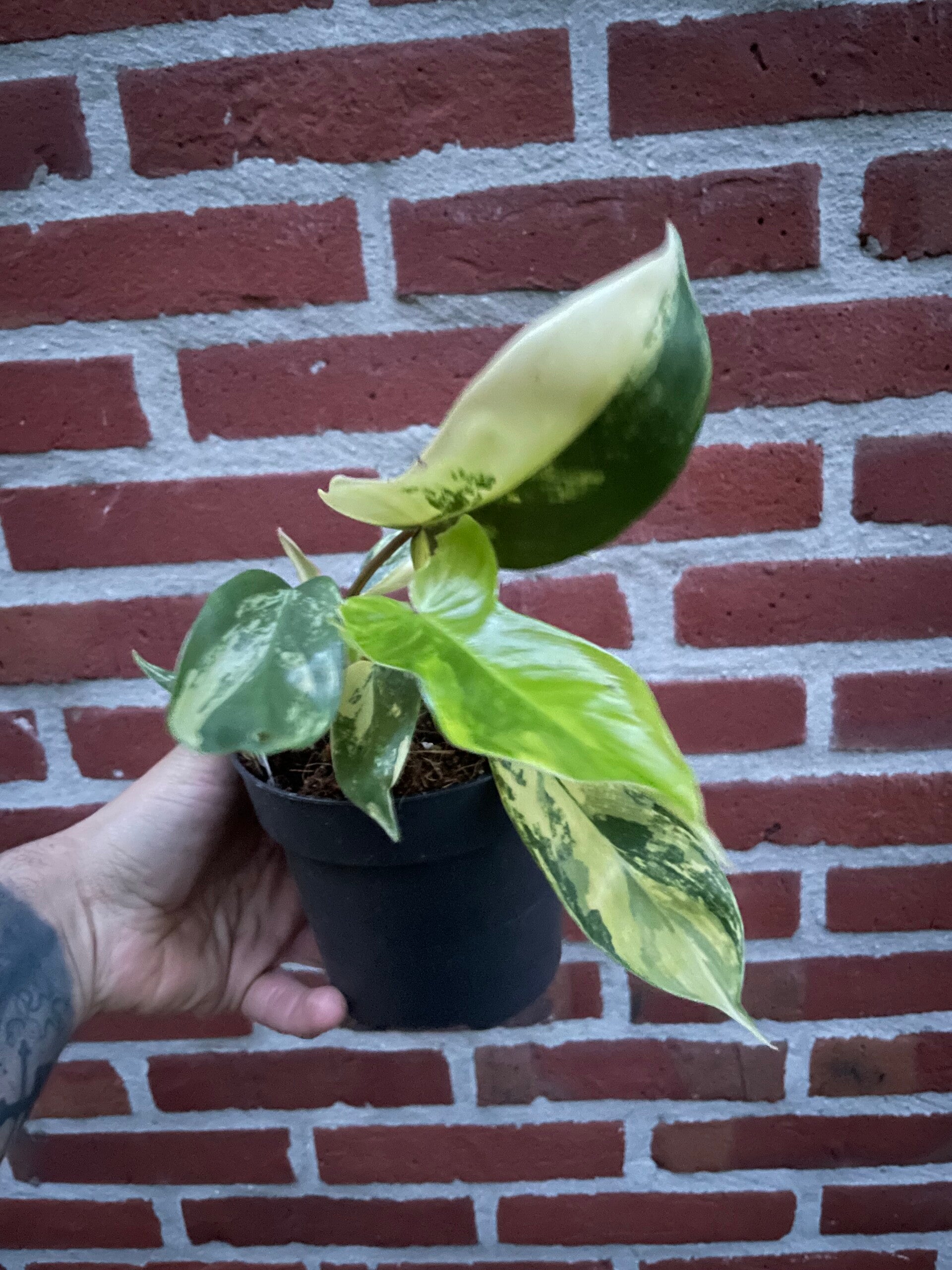 Philodendron Florida Beauty 3