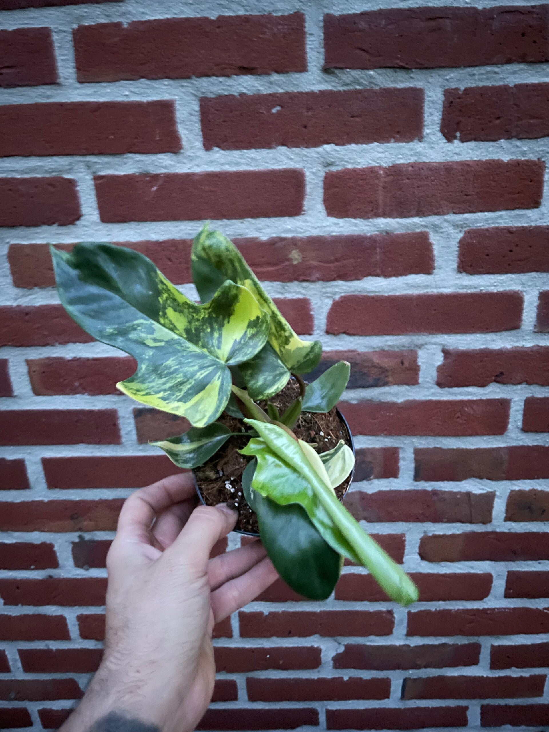 Philodendron Florida Beauty 4