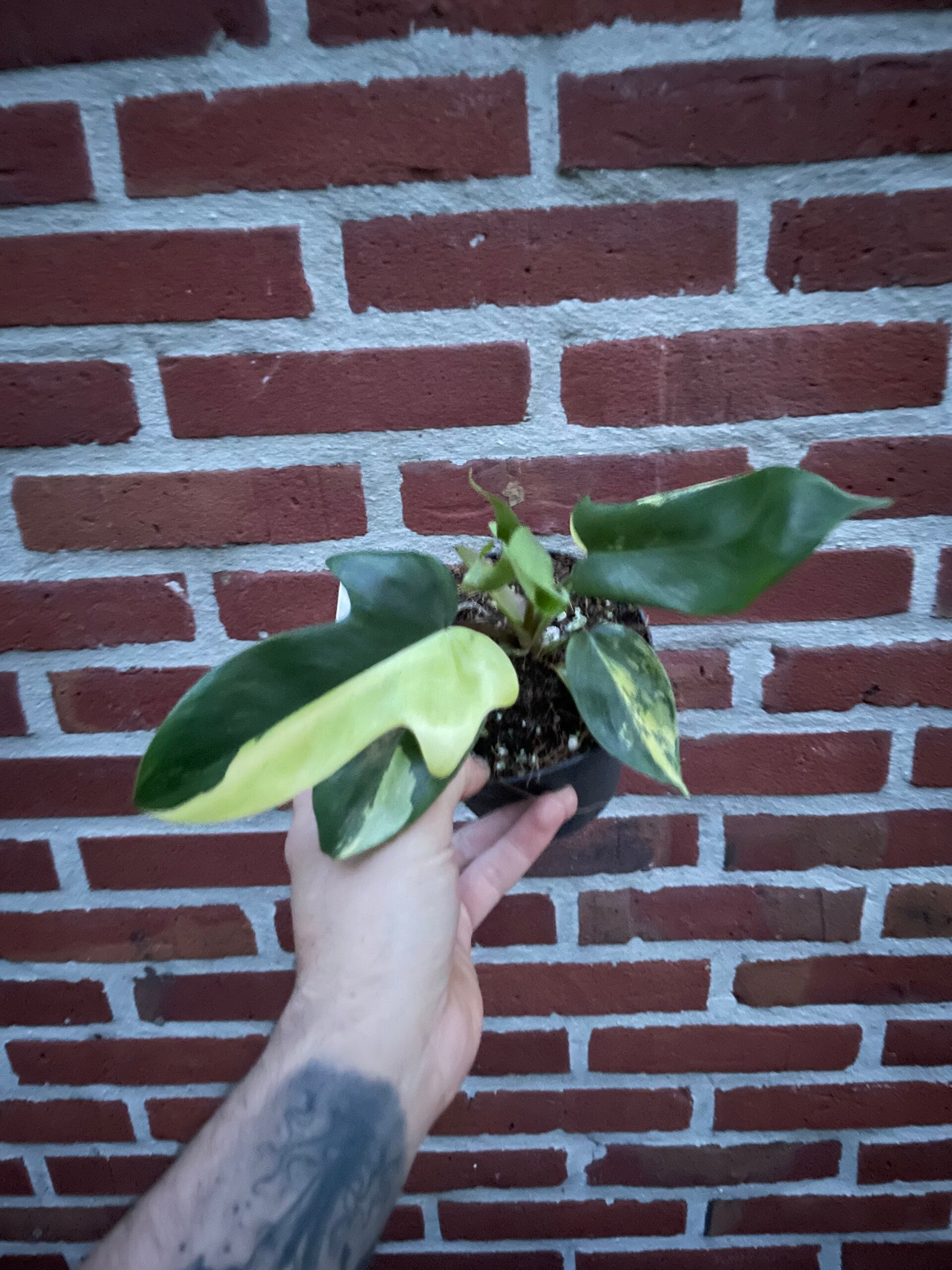 Philodendron Florida Beauty 5
