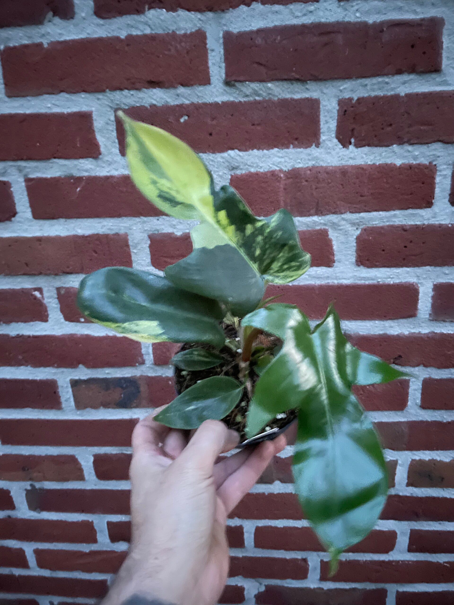 Philodendron Florida Beauty 6