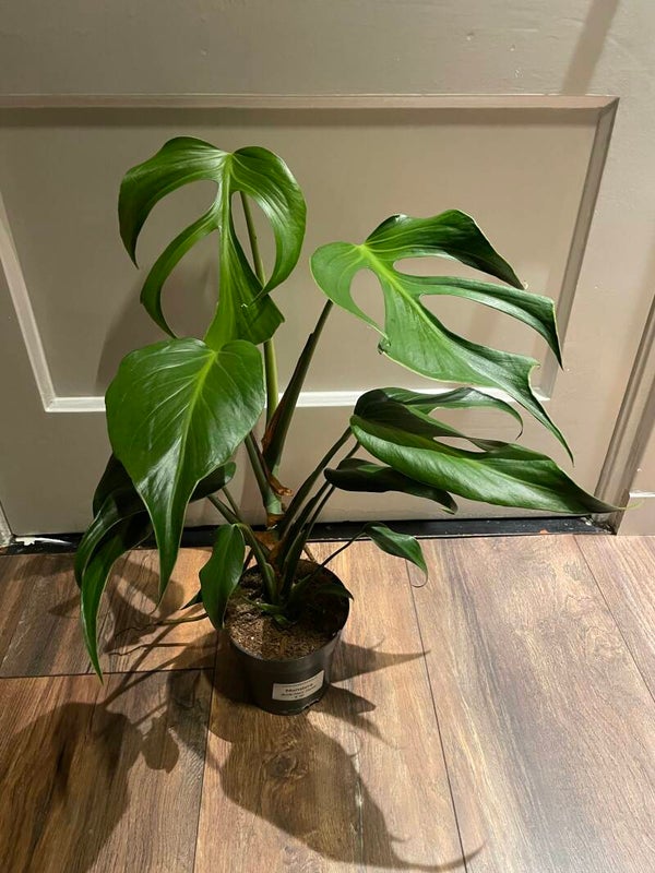 Monstera Burle Marx Flame S