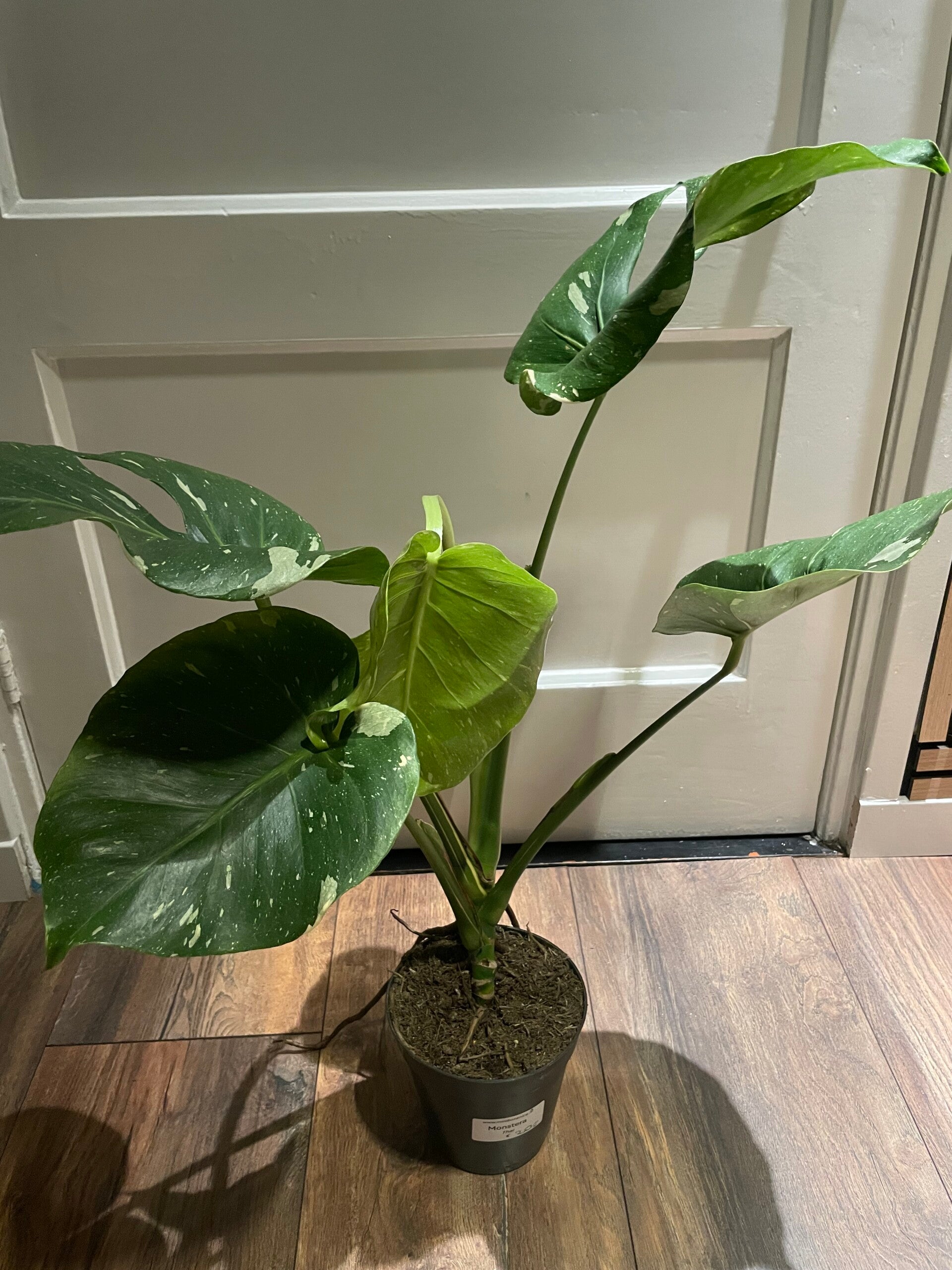 Monstera thai 2