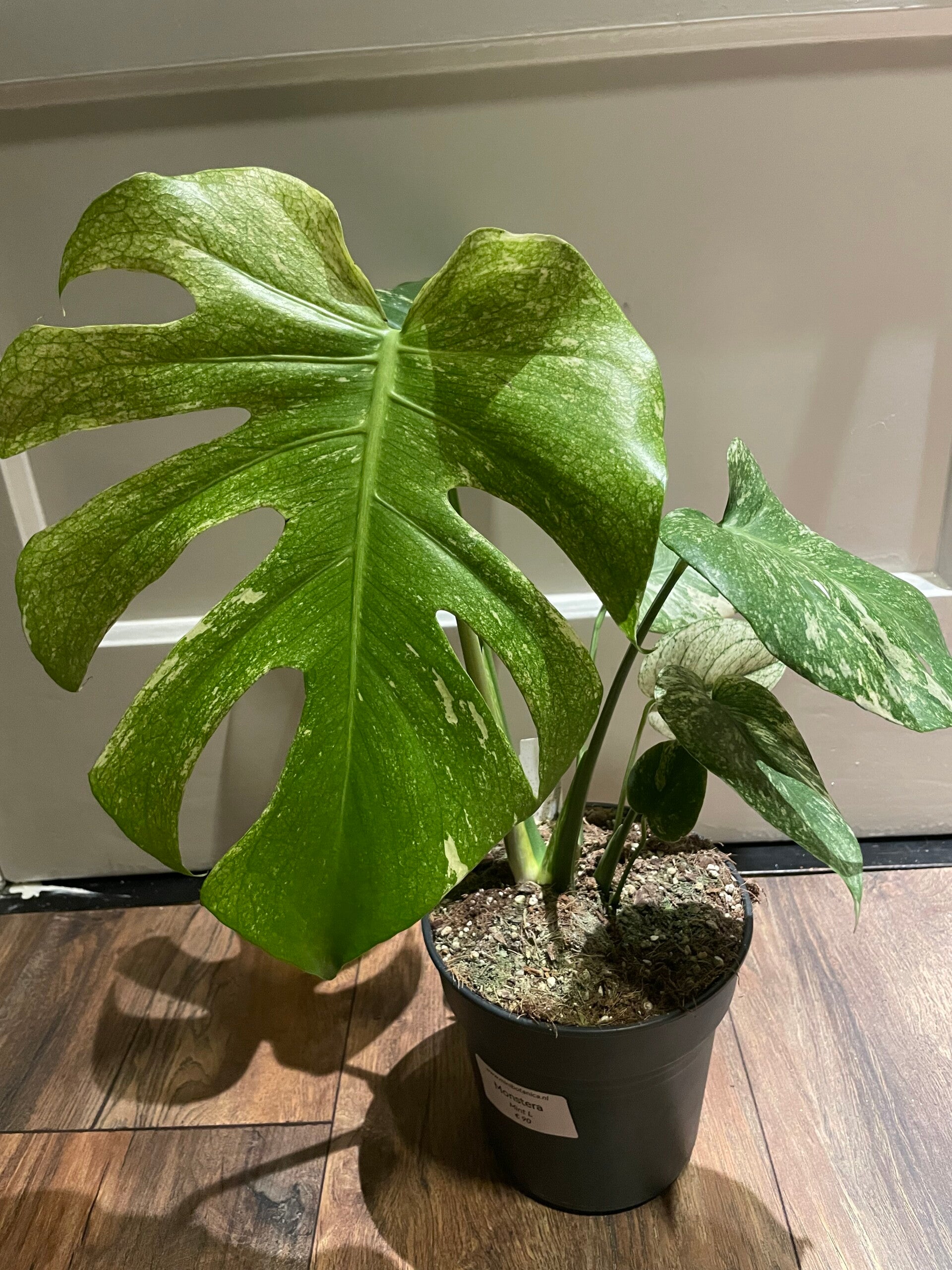Monstera Mint 1