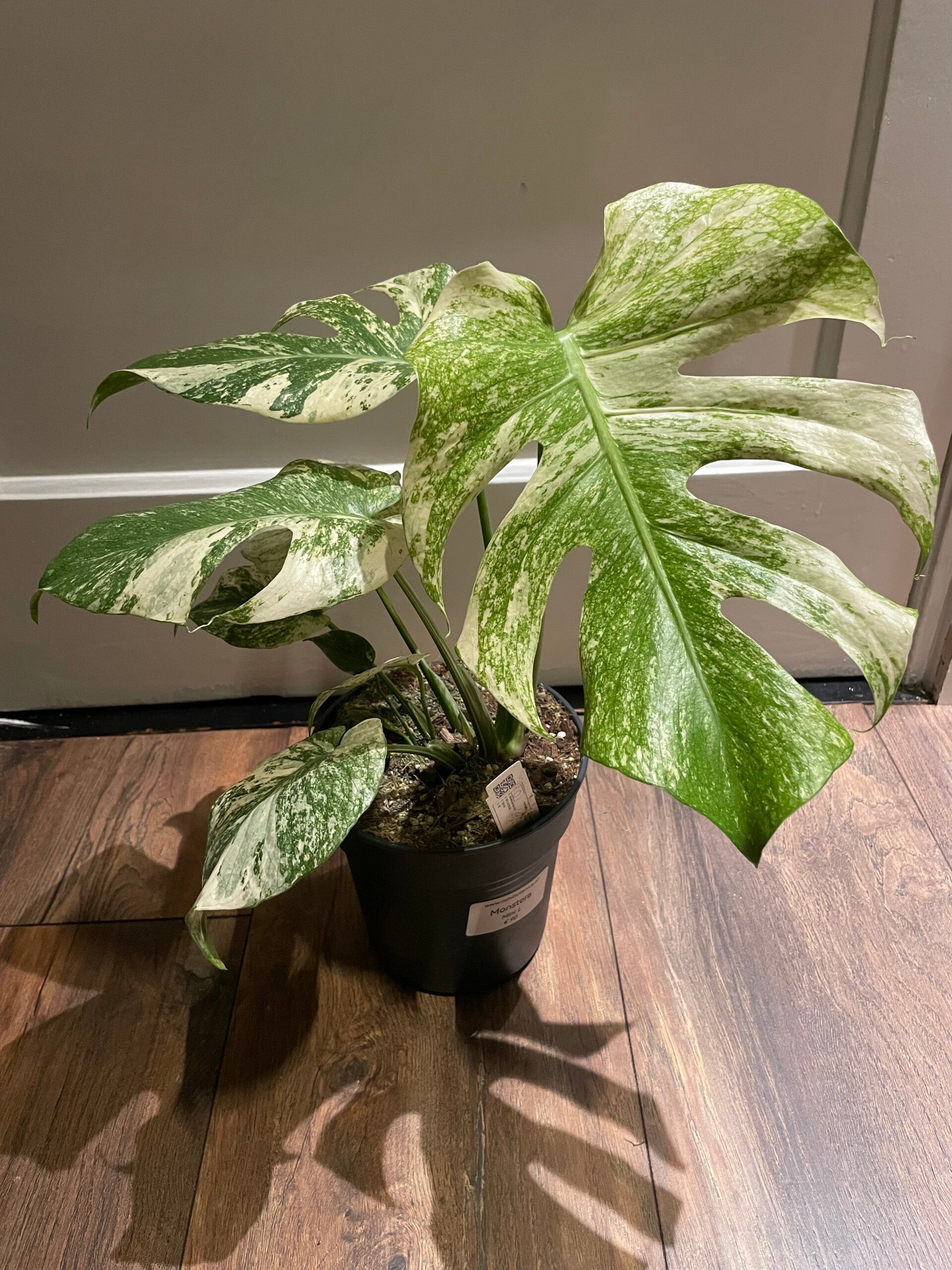 Monstera Mint 2