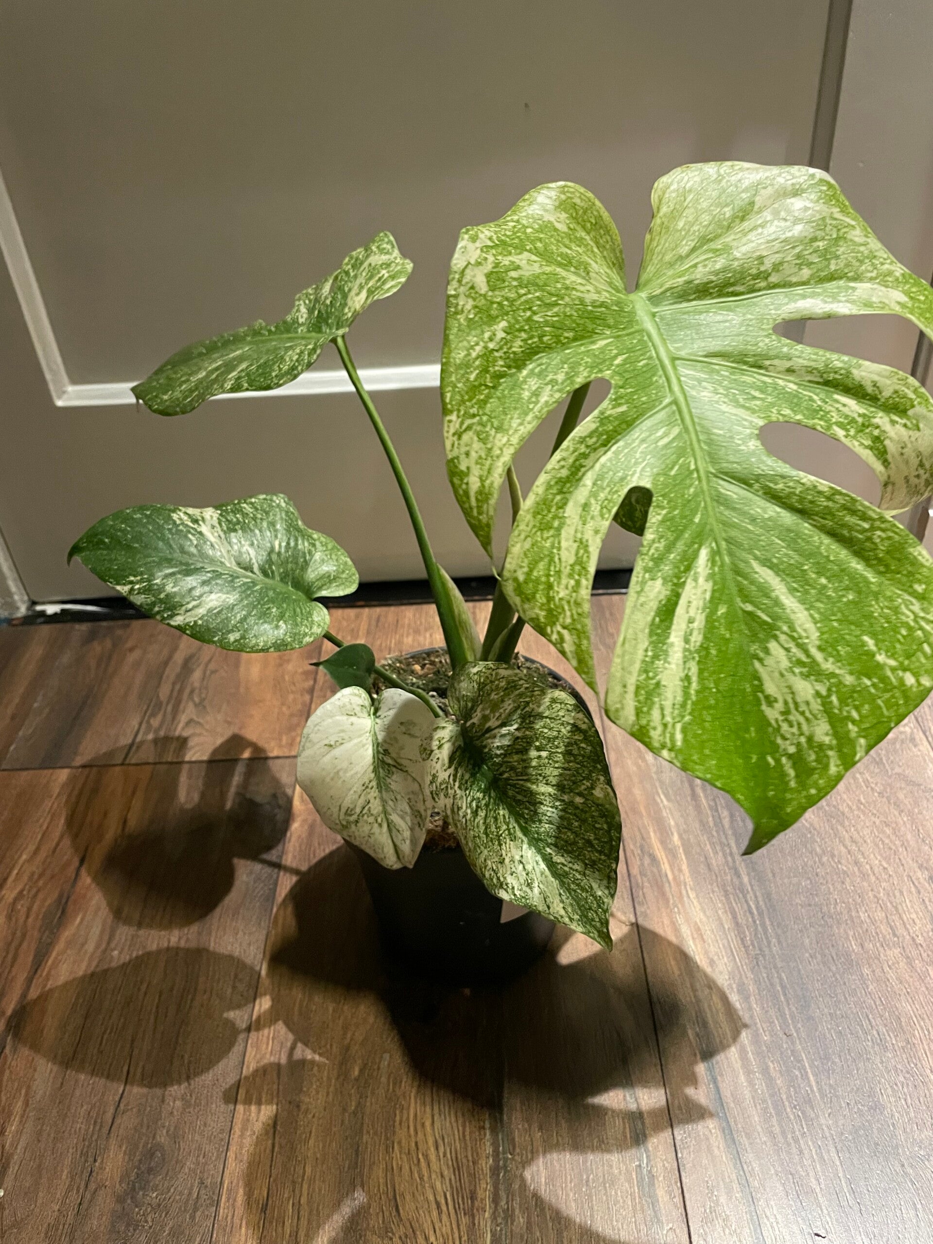 Monstera Mint 3