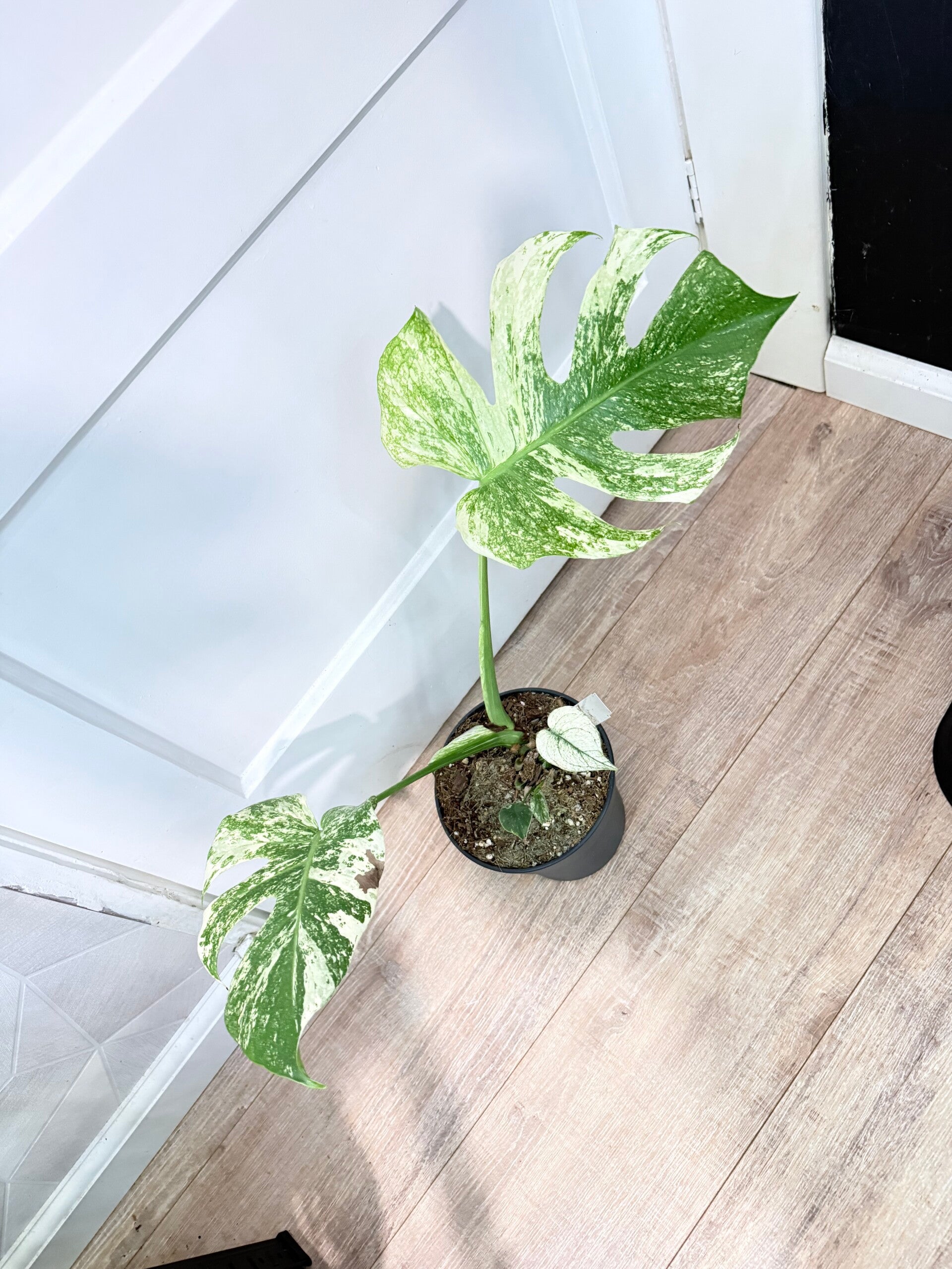 Monstera Mint 1