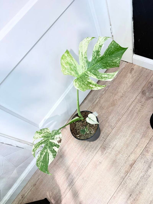 Monstera Mint 1