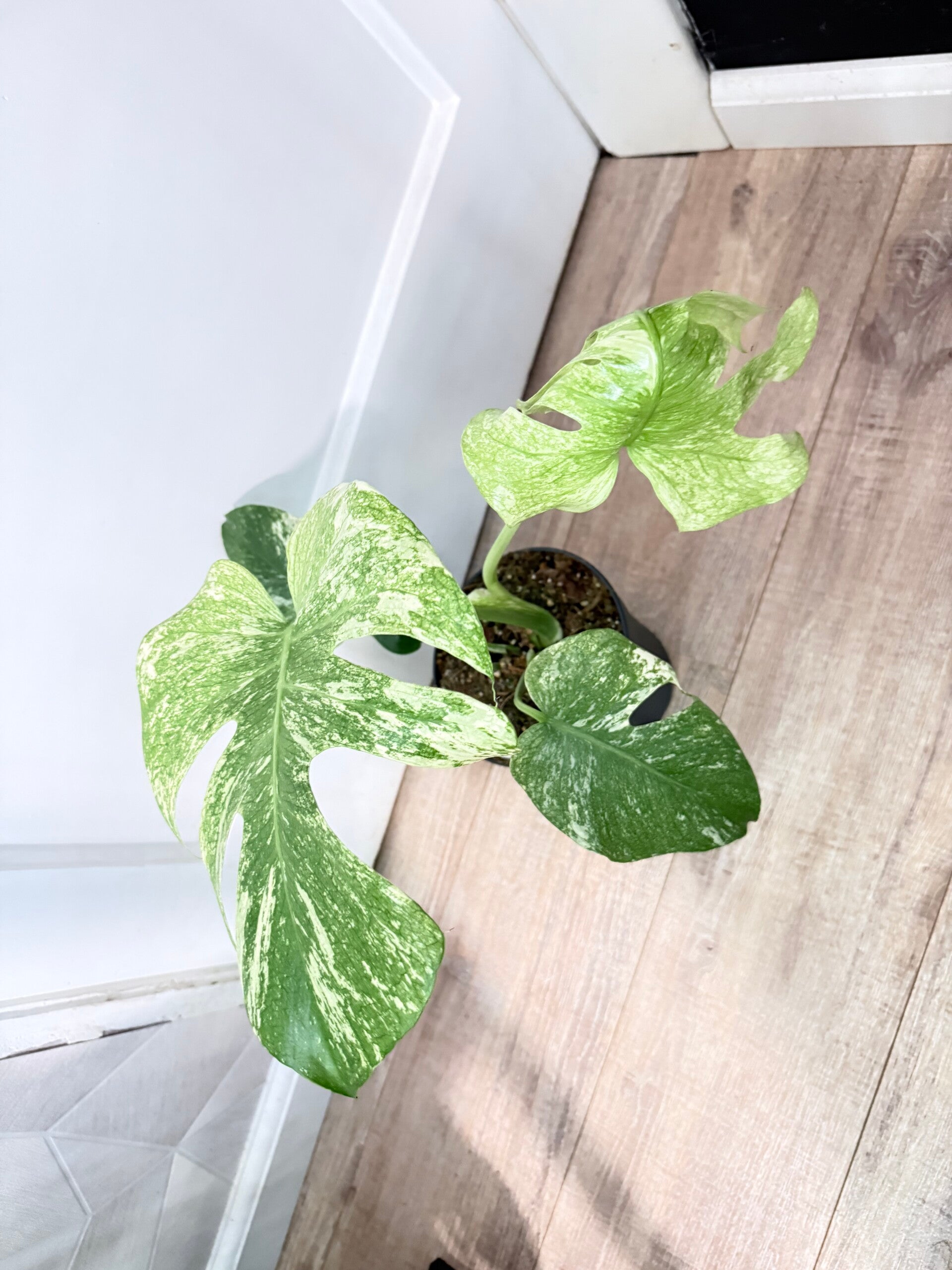 Monstera Mint 3