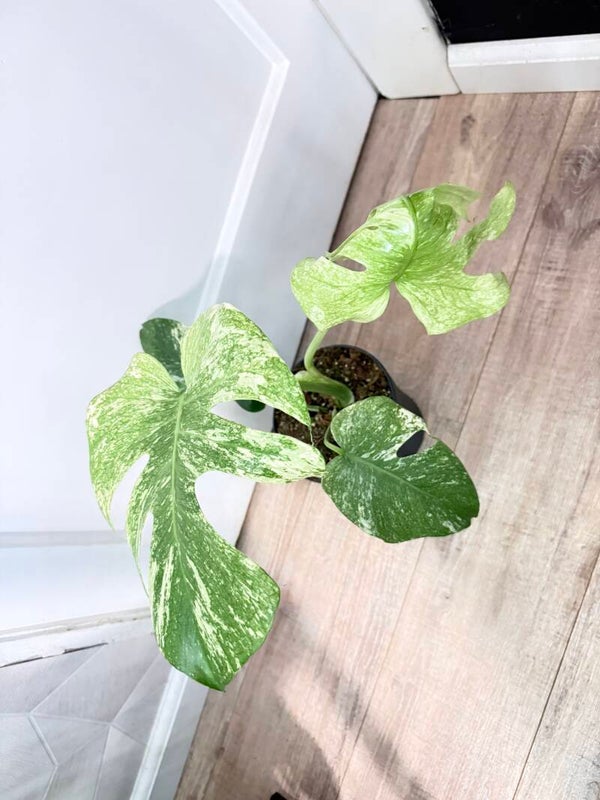 Monstera Mint 3