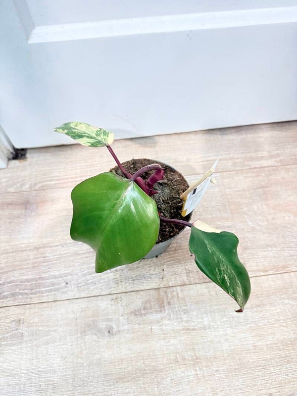 Philodendron Strawberry Shake 4