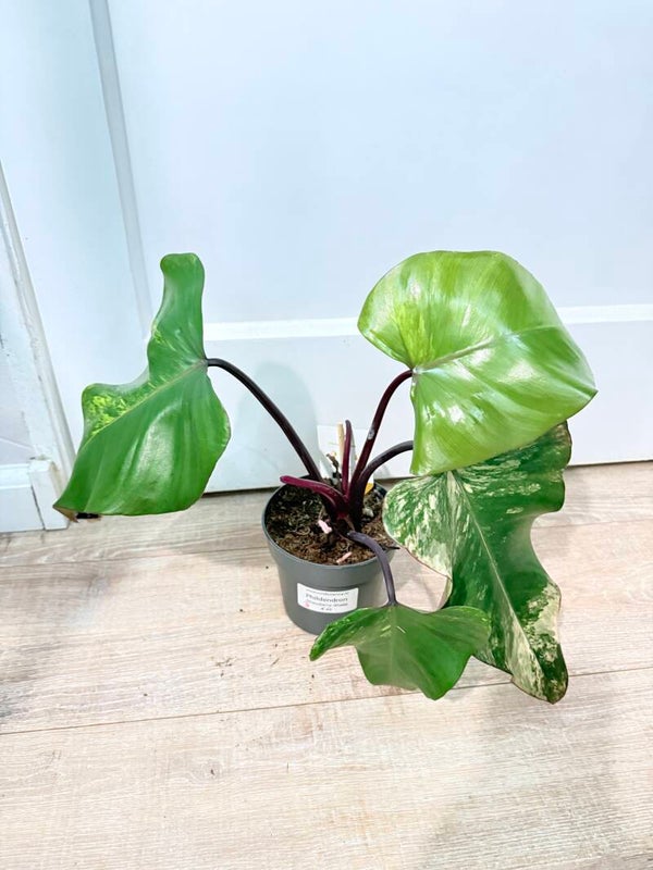 Philodendron Strawberry Shake 3
