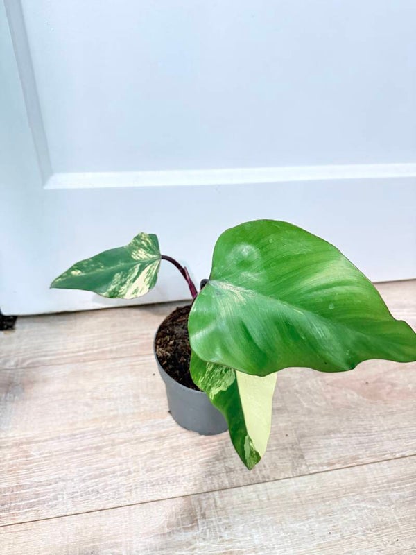 Philodendron Strawberry Shake 2