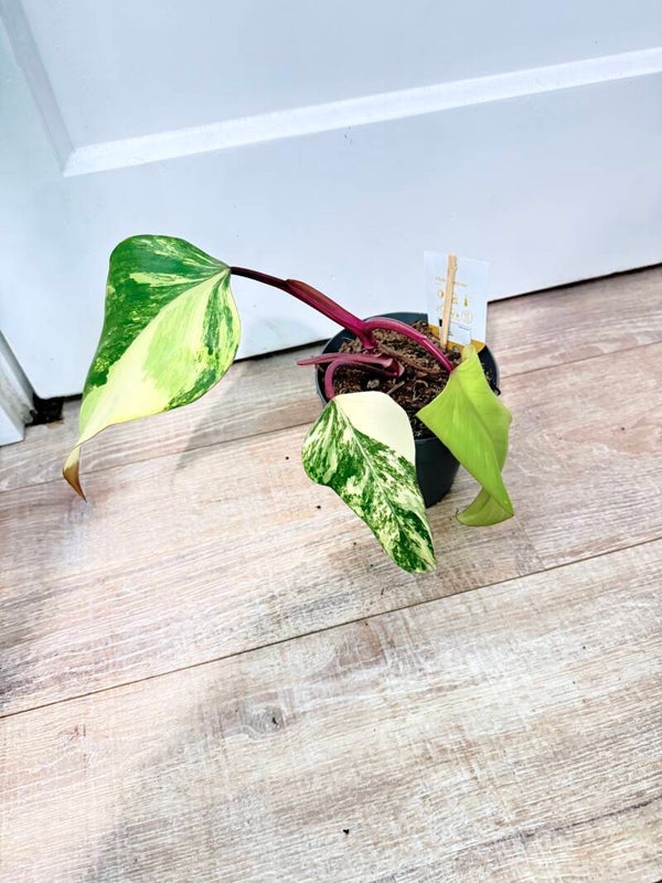Philodendron Strawberry Shake 1