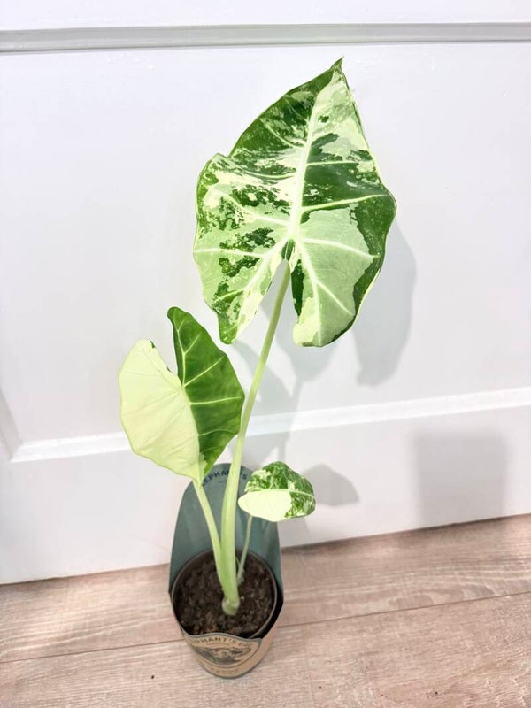 Alocasia Frydek Variagata 3
