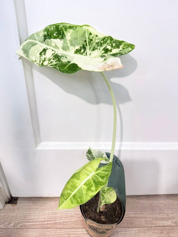 Alocasia Frydek Variagata 1