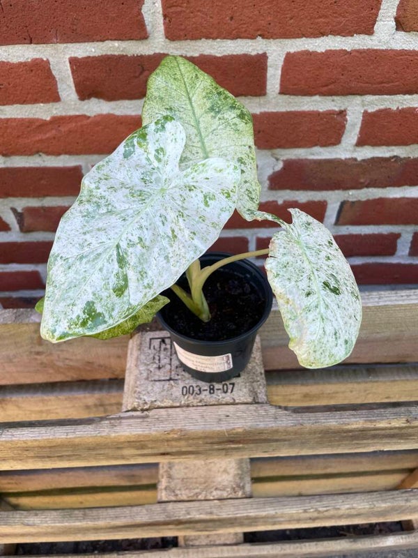 Alocasia Macrorrhiza Splash 1