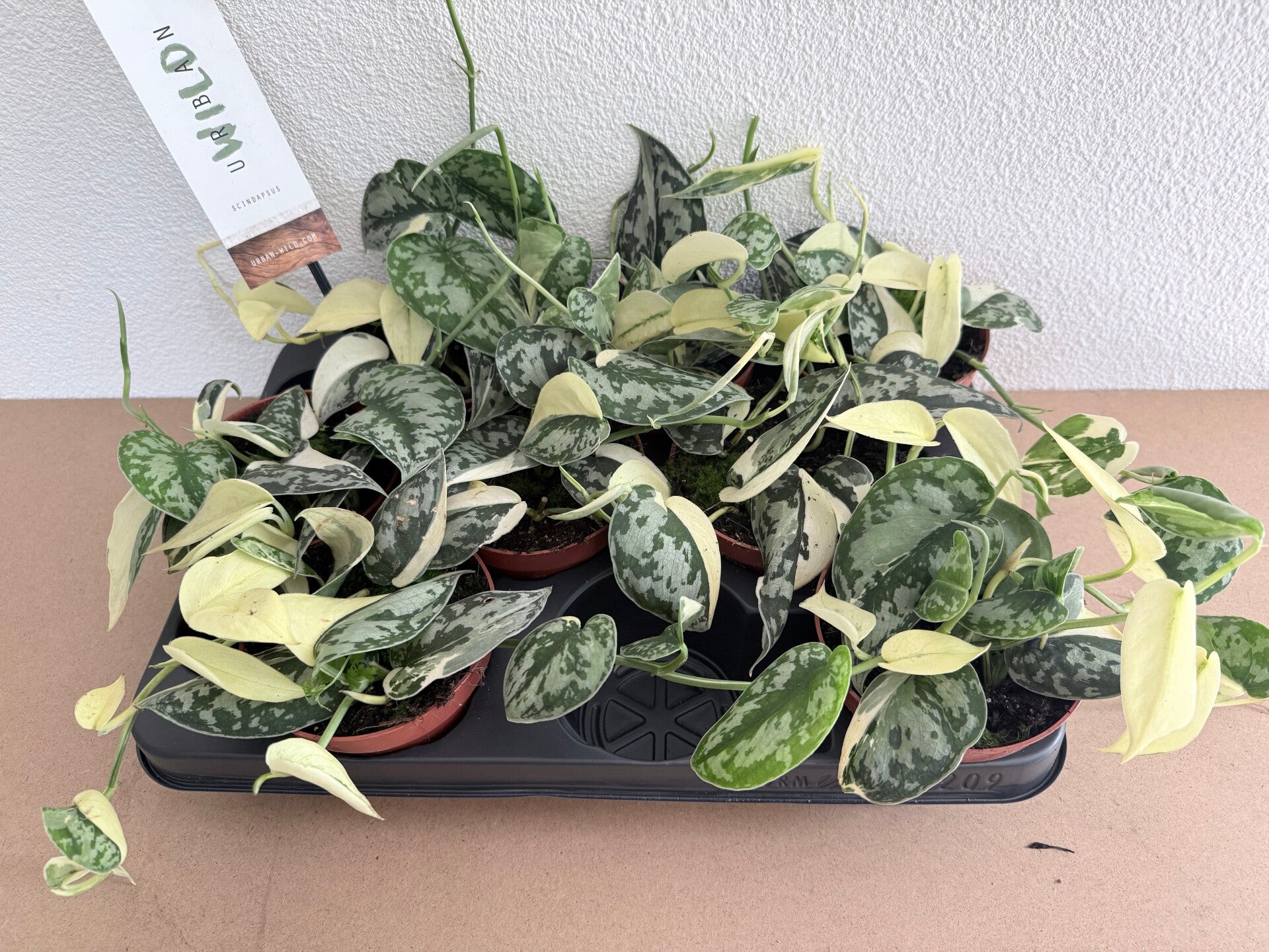 Scindapsus Mayari Variegata