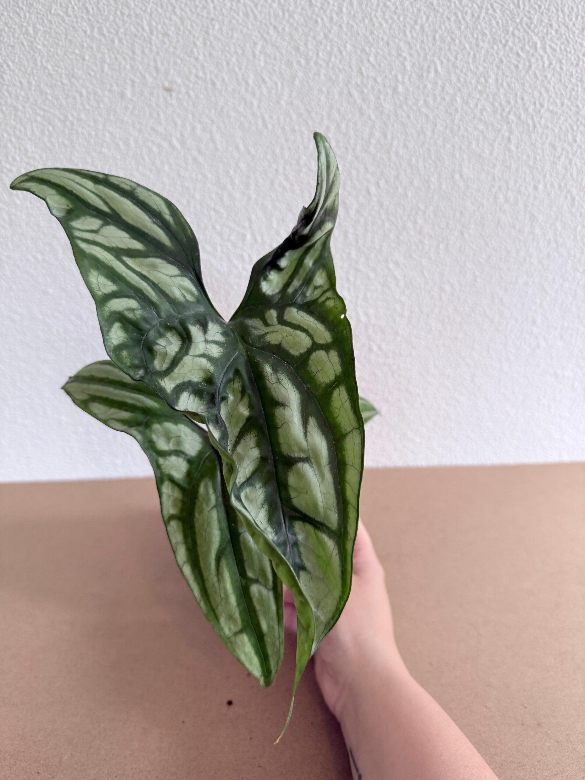 Cercestis Mirabilis 1