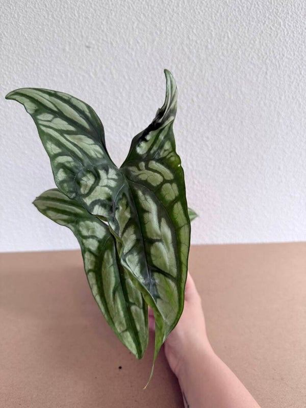 Cercestis Mirabilis 1