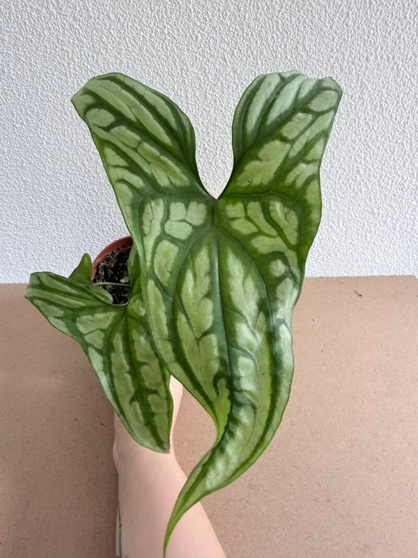 Cercestis Mirabilis 3