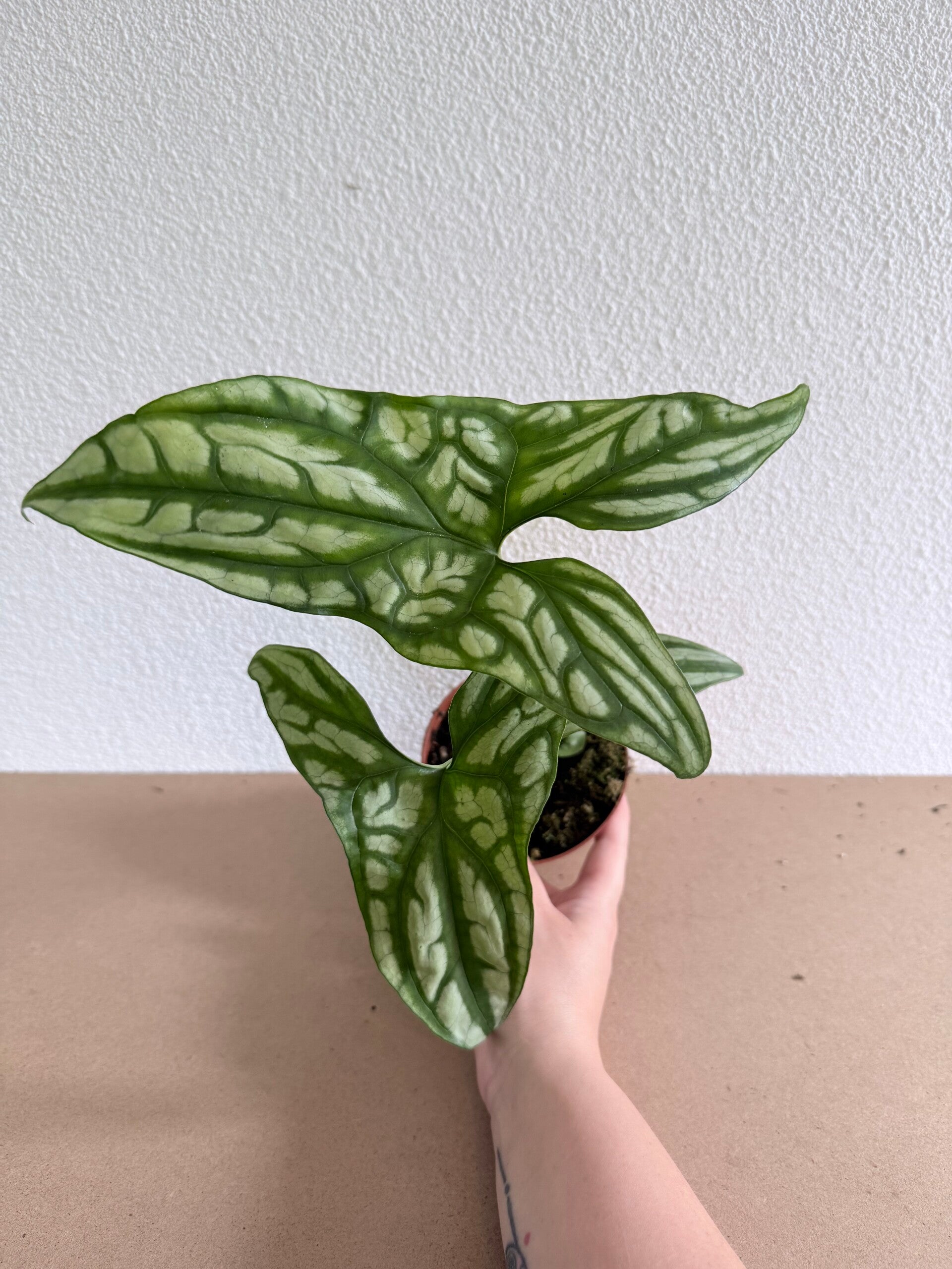 Cercestis Mirabilis 4