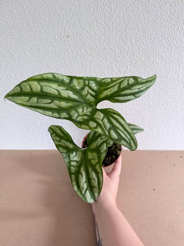 Cercestis Mirabilis 4