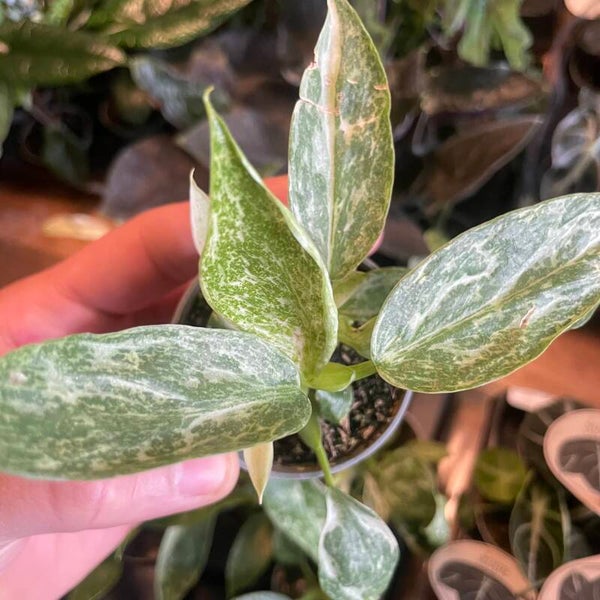 Philodendron Jose Bueno Variagata mini