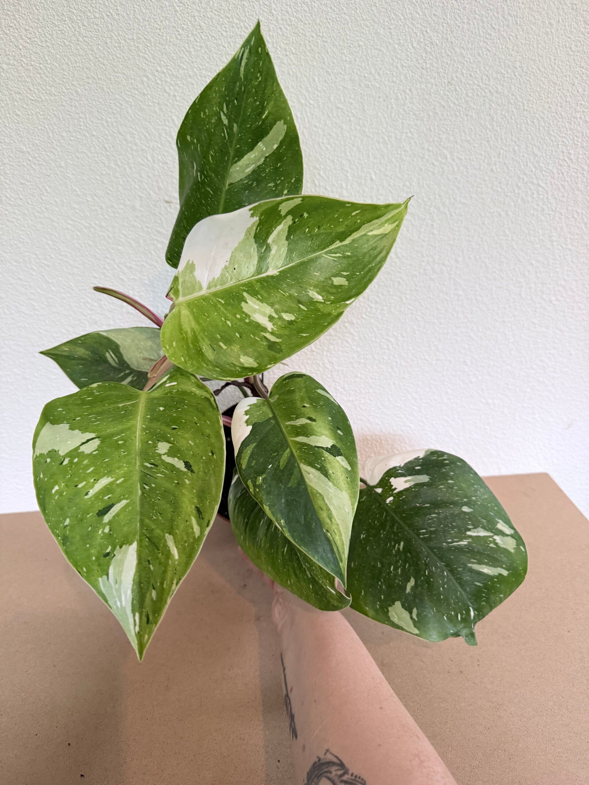 Philodendron Fresh Aurea 1