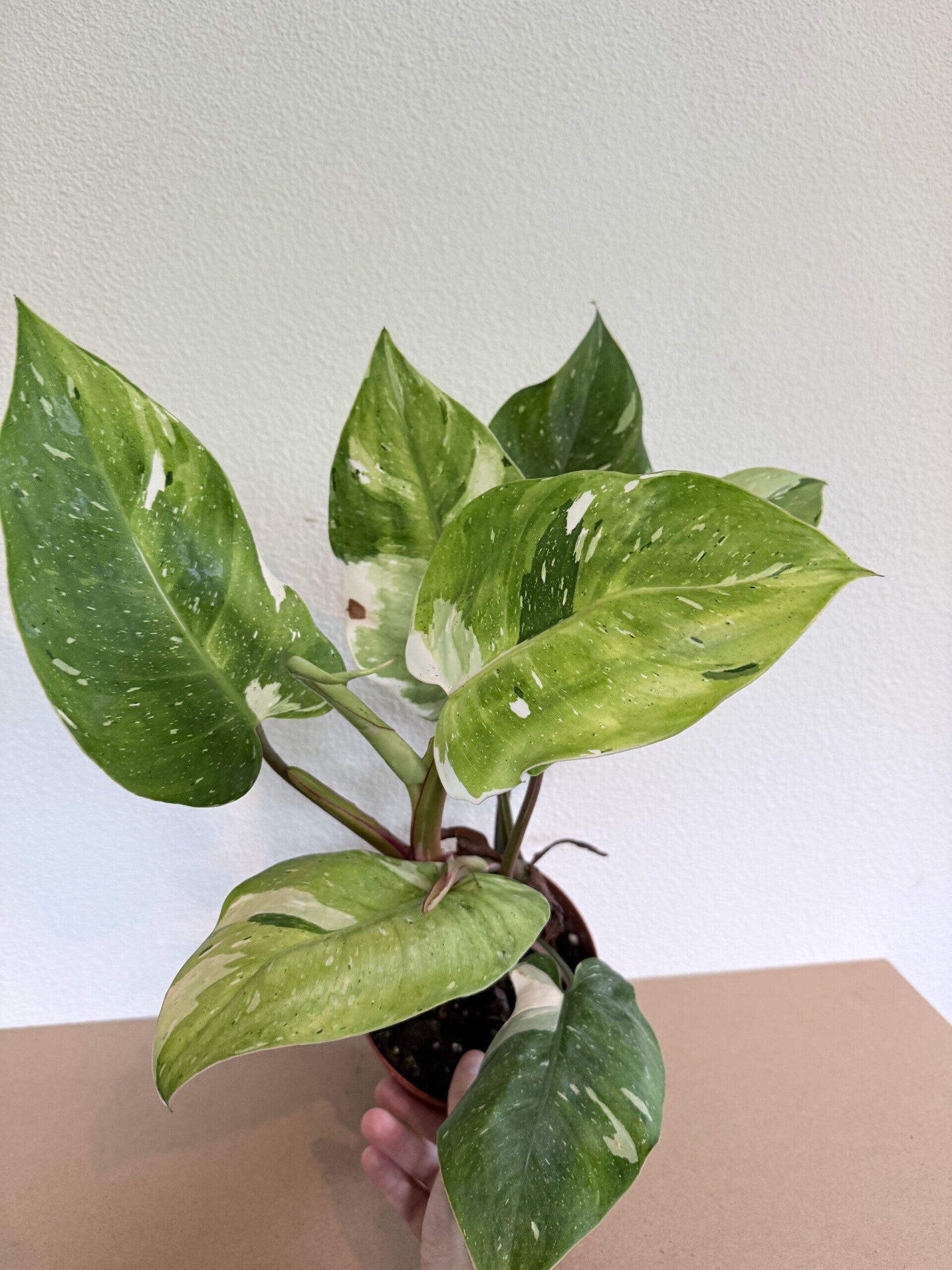 Philodendron Fresh Aurea 2
