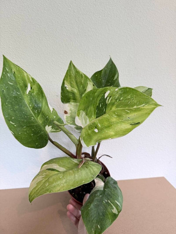 Philodendron Fresh Aurea 2
