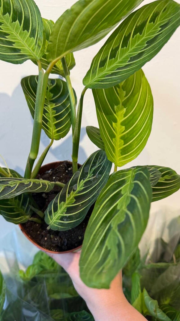 Maranta Lemon