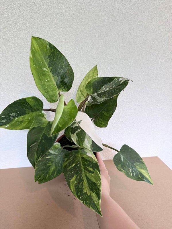 Philodendron Fresh Aurea 3