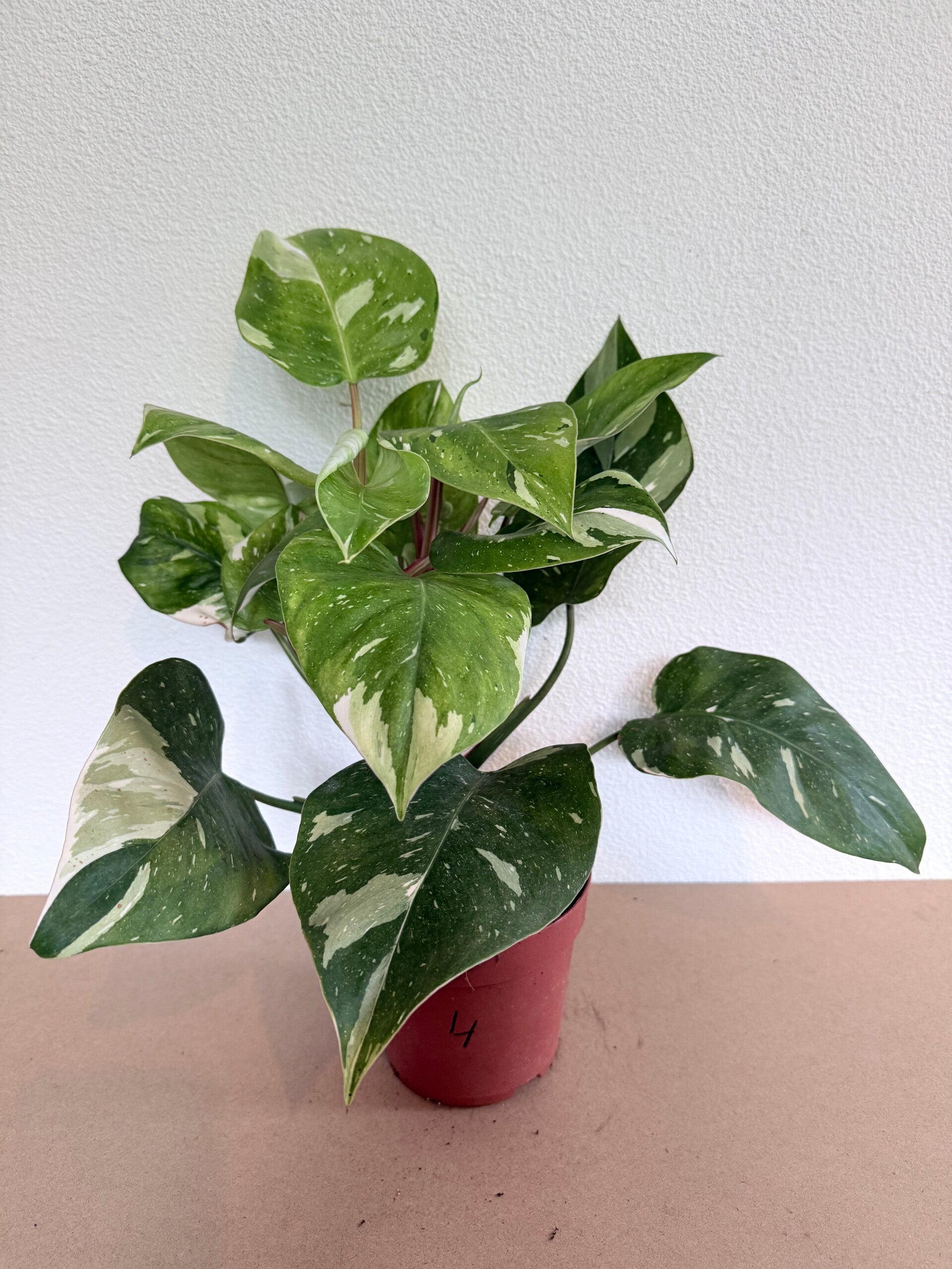 Philodendron Fresh Aurea 4
