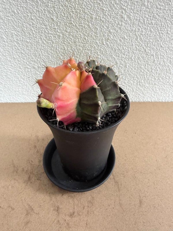gymnocalycium mihanovichii japan 5