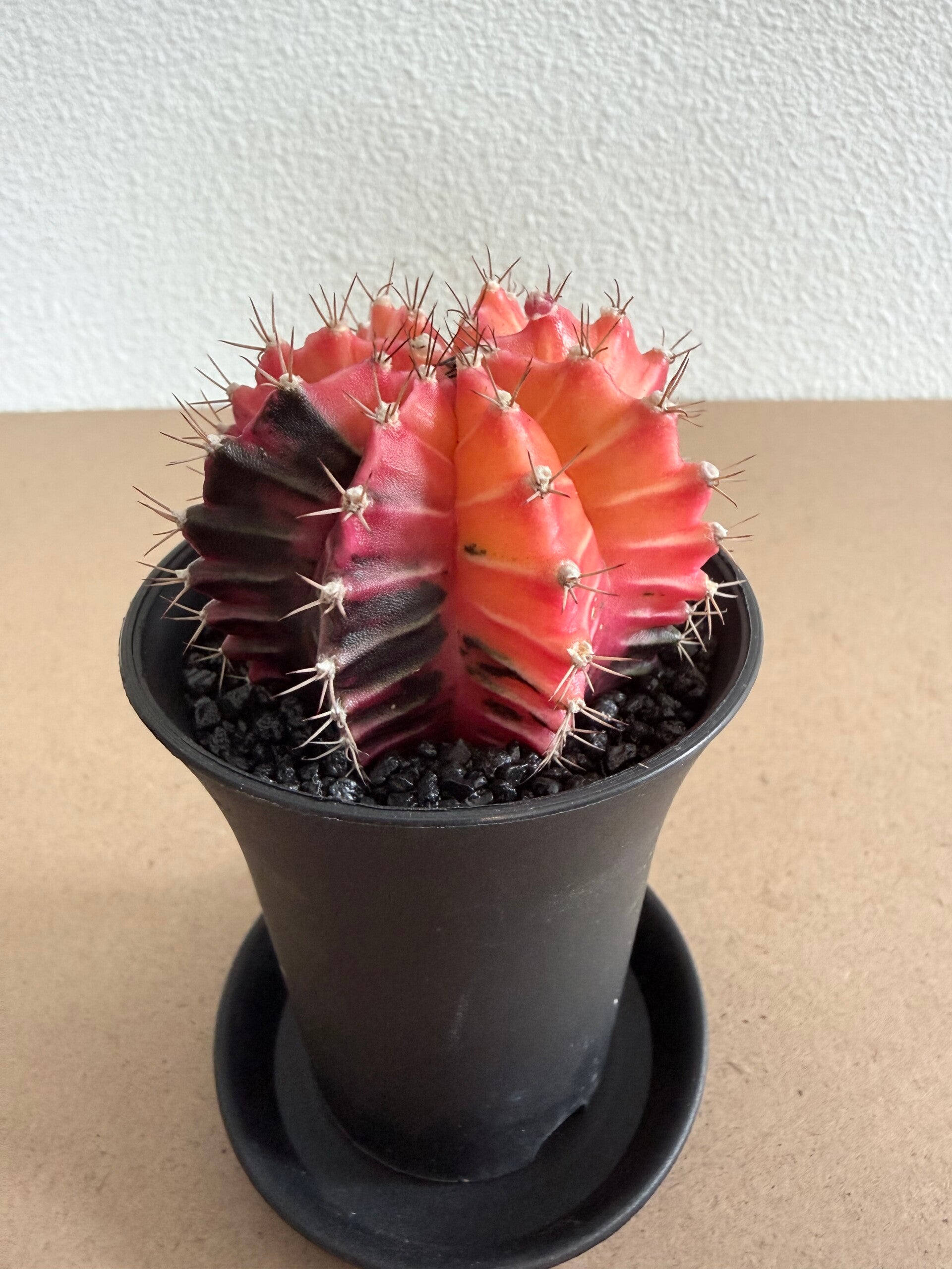 gymnocalycium mihanovichii japan 2