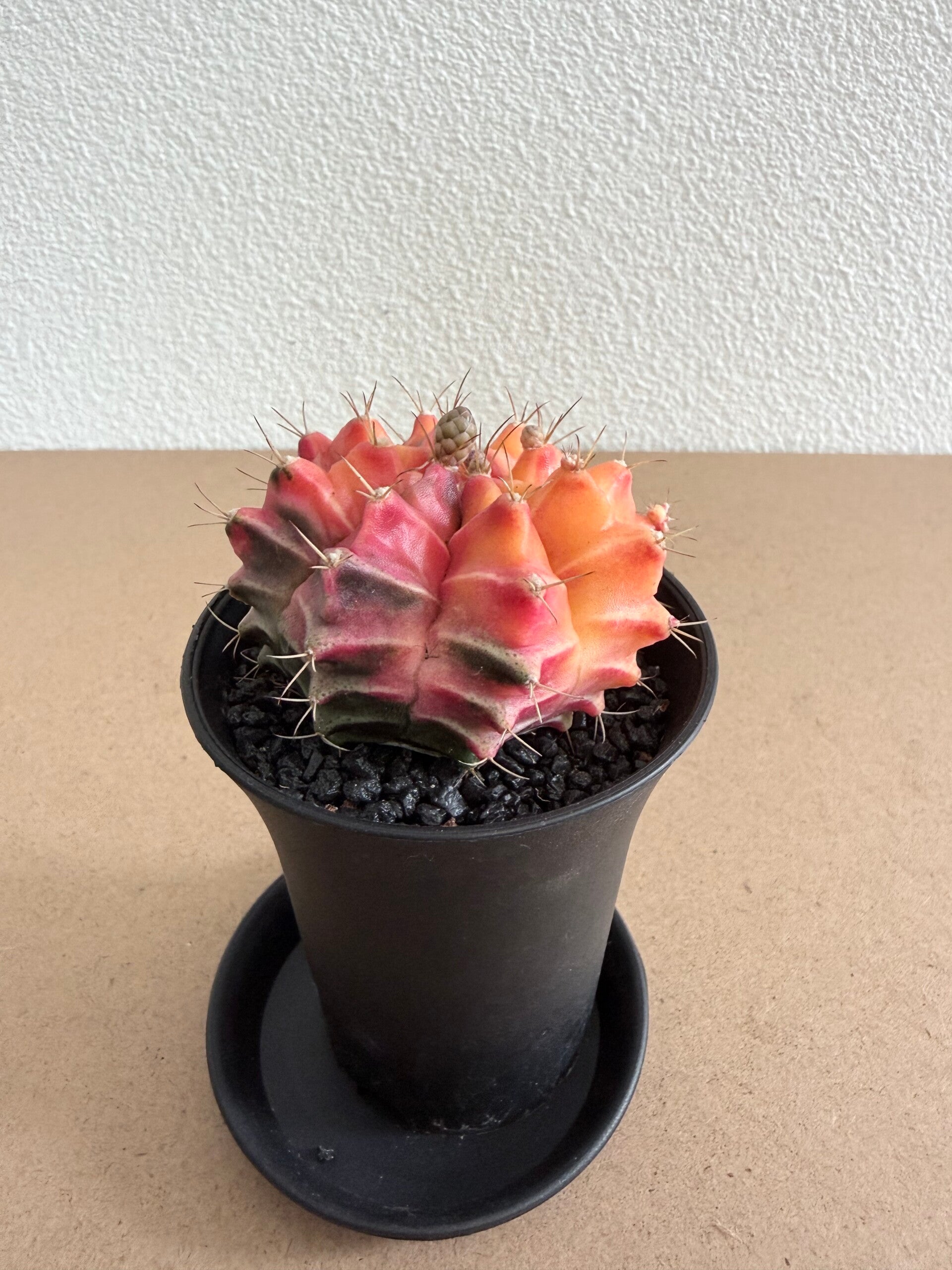 gymnocalycium mihanovichii japan 3