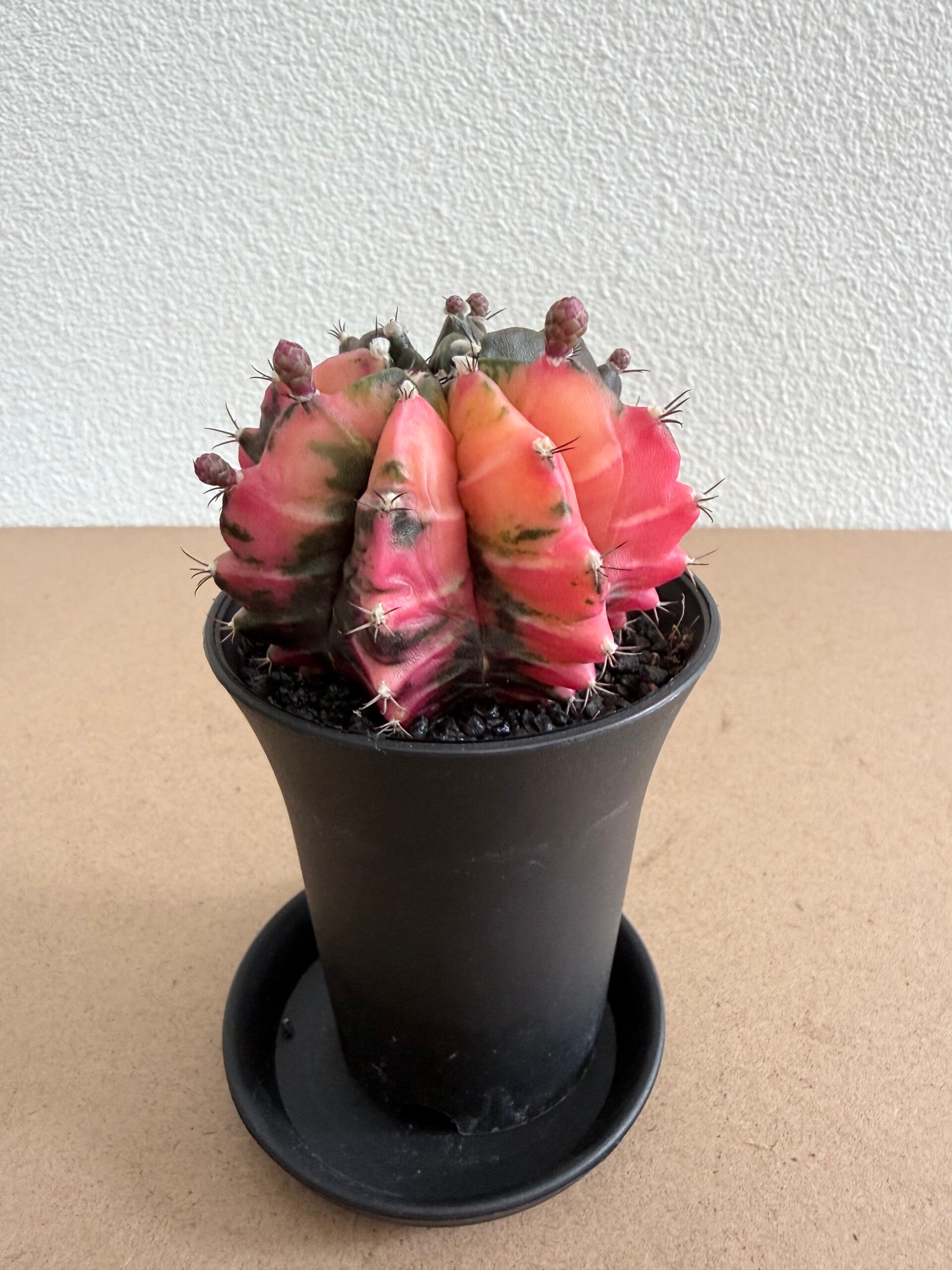gymnocalycium mihanovichii japan 4