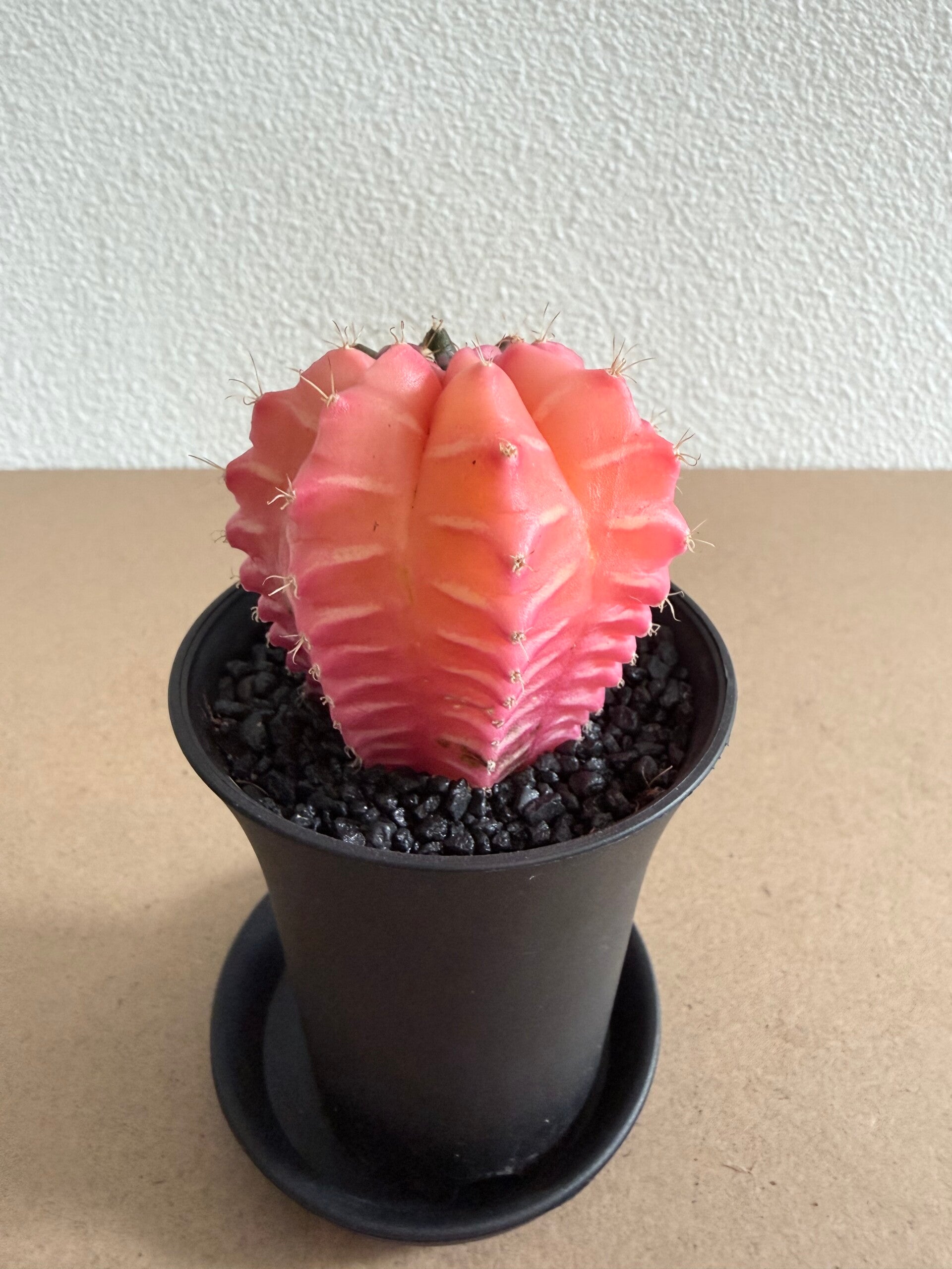 gymnocalycium mihanovichii japan 6