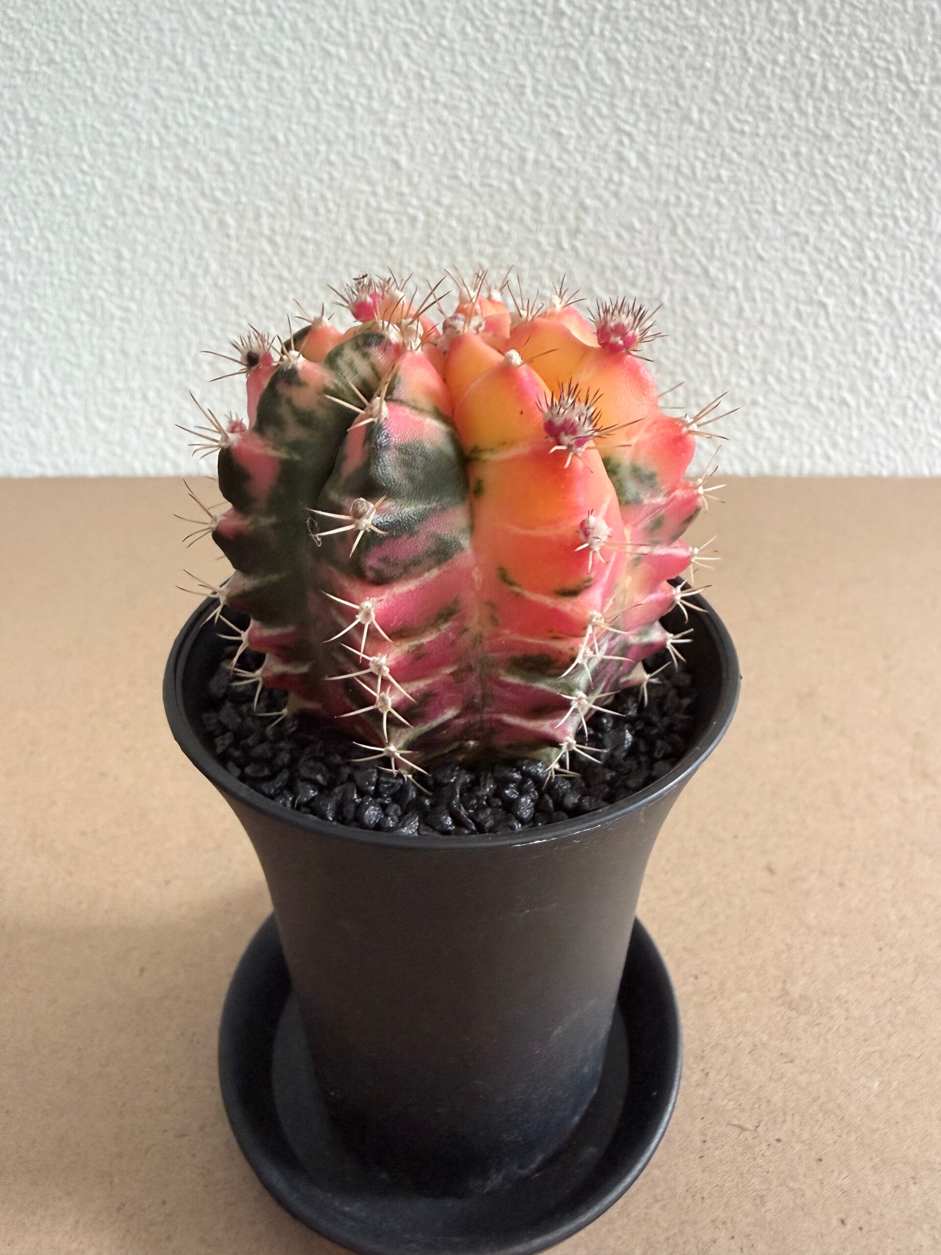 gymnocalycium mihanovichii japan 7